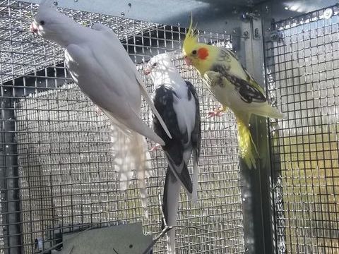 Calopsittes (Nimphicus hollandicus) 30 06500 Menton