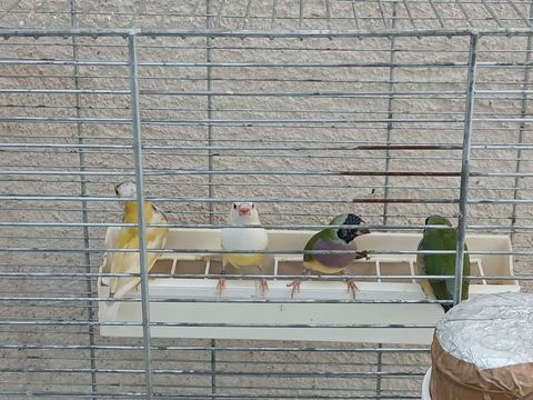 Diamant gould 2025 75 71000 Varennes-l�s-m�con