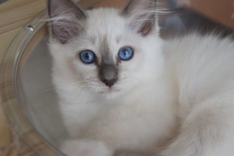 Adorables chatons Sacre de Birmanie LOOF 800 22000 Saint-brieuc