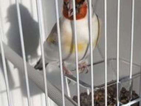   Canari mâle 