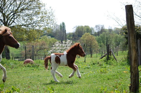 JOLI POULAIN SHETLAND A RESERVER 1200 89000 Auxerre