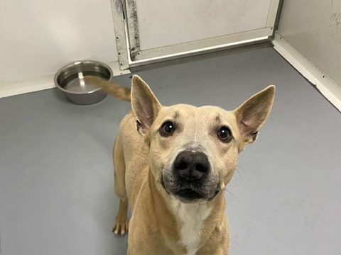 Chien DJANGO &agrave; l adoption 250 13001 Marseille