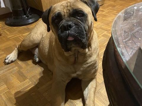 Donne femelle bullmastiff 0 13800 Istres