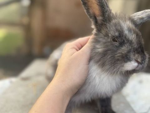 Lapin nain 0 91700 Fleury-mrogis