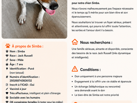 ?  Simba, Jack Russell m&acirc;le de 7 ans 200 88140 Bulgnéville