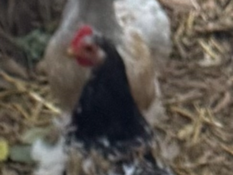 Coq Brahma 1 mois 15 13016 Marseille