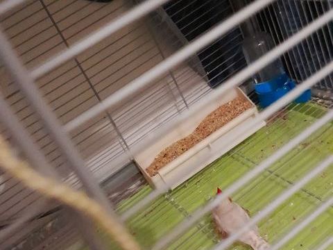 Mandarins 10 03320 Couleuvre