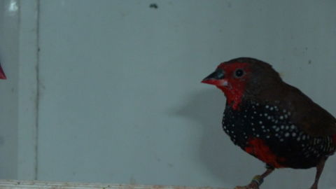 Embl&egrave;me Peinte 60 85110 Saint-prouant