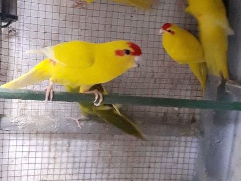 OISEAUX DE CAGES ET DE VOLIÈRES 40 22400 Lamballe