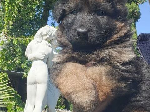 CHIOTS BERGER ALLEMAND LOF poils longs 1300 51370 Ormes