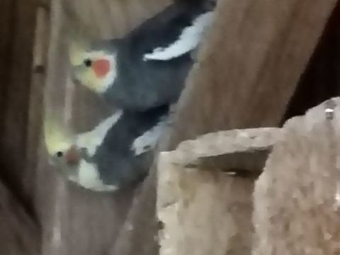 Calopsitte 50 03600 Commentry