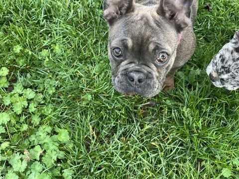 Chiot femelle bouledogue français payable en 4 fois  750 45210 Ferrires-en-gtinais