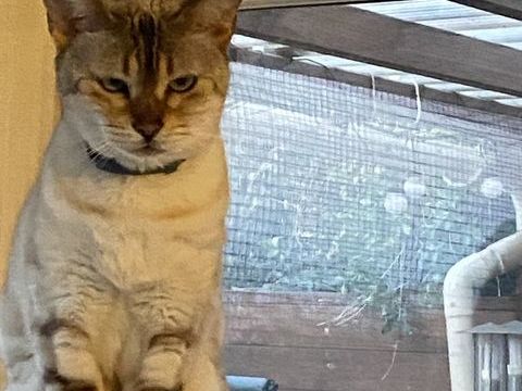 Minette de 5 ans crois&eacute;e Bengale et sacr&eacute; de Birmanie 0 06800 Cagnes-sur-mer