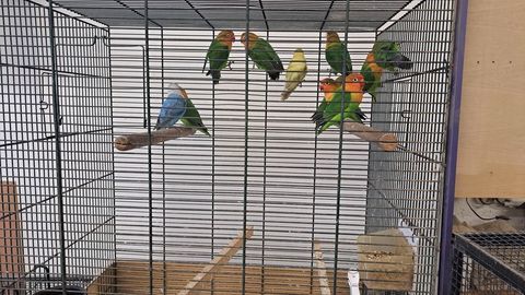 Inseparable fischer 35 63620 Voingt