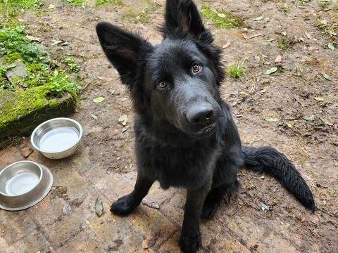 Jeune altdeutsch shepherdhund noir. 6 mois 600 77710 Villeb�on