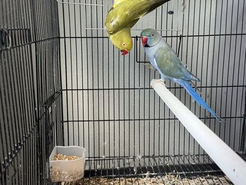 Couple reproducteur perruche à collier 300 13110 Port-de-bouc