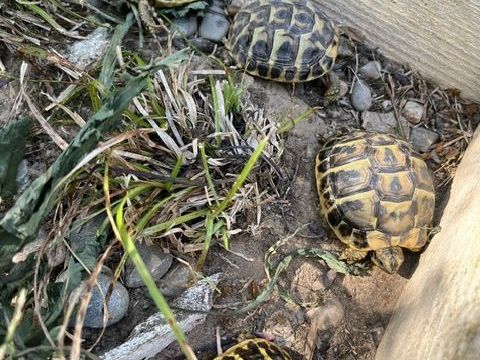 tortue de terre 60 26300 Bourg-de-péage