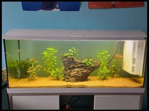 Aquarium zoolux iseo 100 litre tout &eacute;quip&eacute; avec meuble 250 59190 Hazebrouck