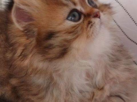 Magnifique chaton femelle persan chinchilla 1250 92600 Asni�res-sur-seine