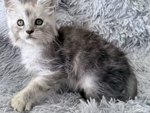 Chaton Maine Coon mà¢le lignée shaded 1700 13400 Aubagne