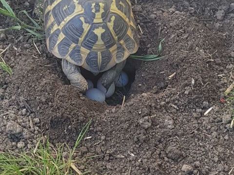 Tortues nées en juin 2024 80 91160 Saulx-les-chartreux