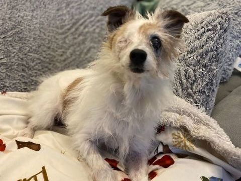 Karami, chienne crois&eacute;e jack russel terrier &agrave; adopter 180 44640 Saint-jean-de-boiseau