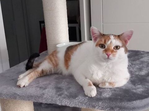 Noisette, chatte blanche et rousse &agrave; adopter 180 44220 Cou�ron