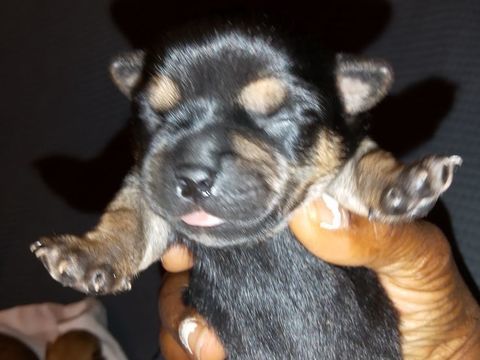 Chihuahua a reserver 699 45300 Manchecourt