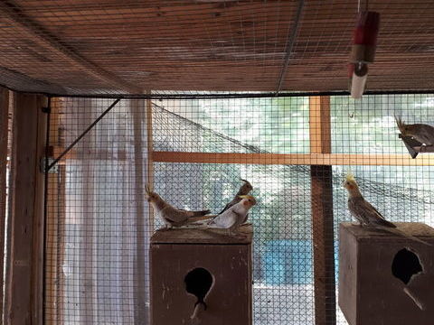 Calopsittes 30 71370 Saint-germain-du-plain