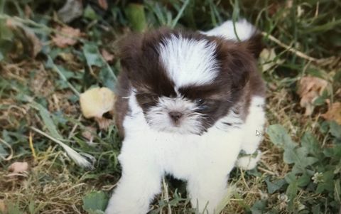 Shih tzu 750 86220 Les ormes