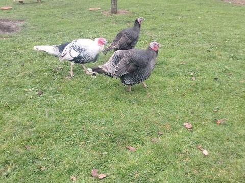 Dindes reproducteurs (2 femelles + 1 m&acirc;le Royal) 100 69400 Gleiz�