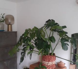  Appartement � louer 3 pi�ces 50 m�