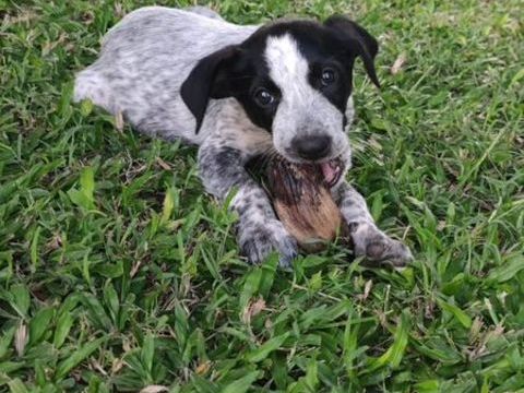 Kaly, femelle X berger, née le 26/09/2025 &#128054; 300 80000 Amiens