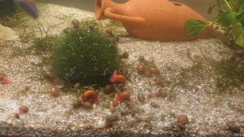 Physes et planorbes. (escargots d'eau froide) 0 69330 Meyzieu