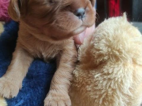 4 chiots cavalier King Charles ruby &agrave; vendre 1500 53350 Fontaine-couverte
