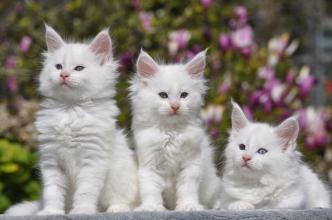 Adorables chatons Maine Coon LOOF &agrave; r&eacute;server 1600 78970 M�zi�res-sur-seine