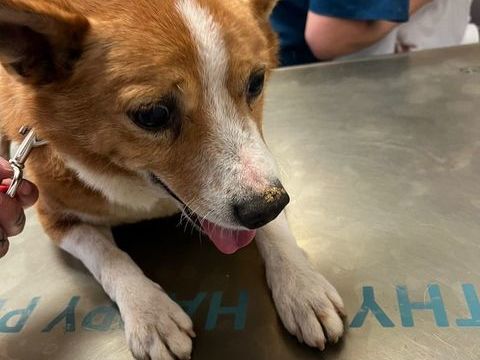 PATXY&#128153; 7 ANS, 10 KG DE LUMIÈRE APRÈS UNE VIE DANS L'OMBRE 315 24140 Douville