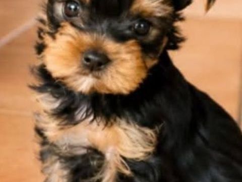 Petit male yorkshire au lof 2 mois et demie eleve en famille 1500 30220 Aigues-mortes