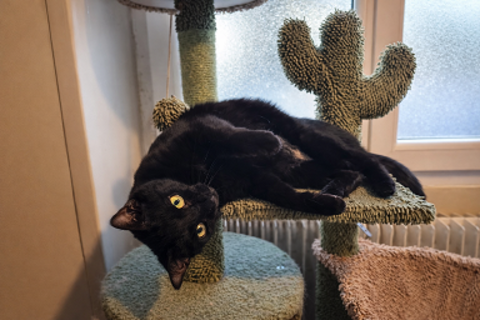 NEIGE FEMELLE NOIRE 2 ANS 1/2 195 92260 Fontenay-aux-roses