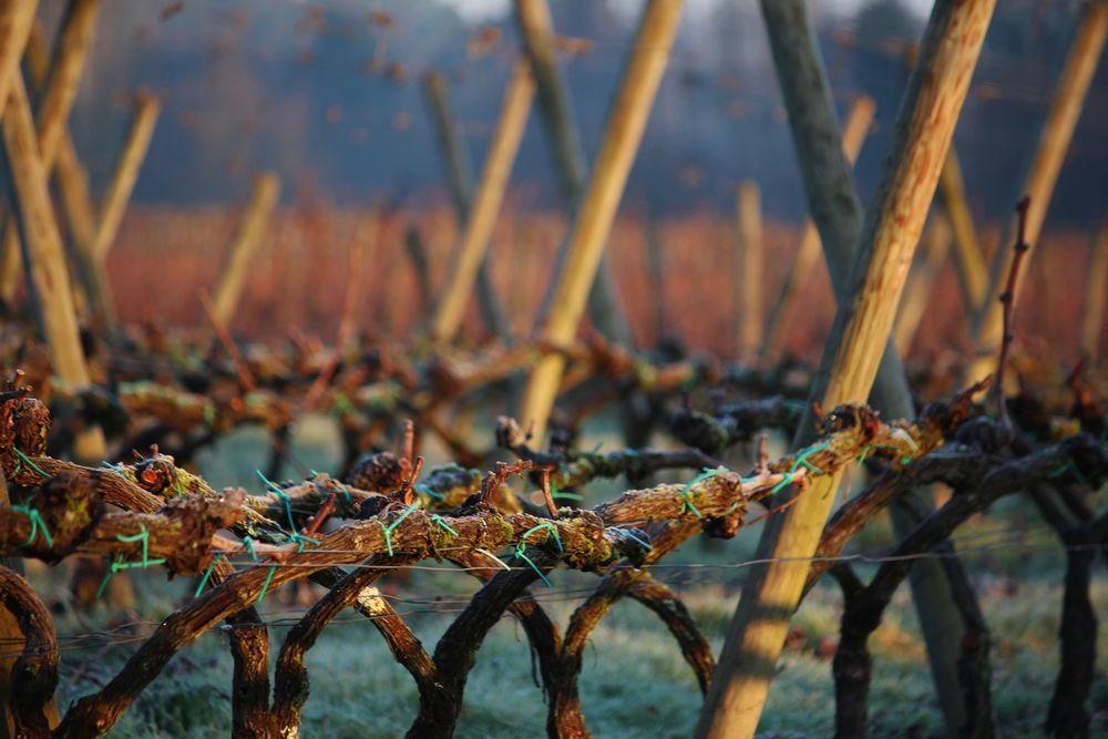 � vendre  Propri�t�/ch�teau Saint-Andr�-de-Cubzac (33240)