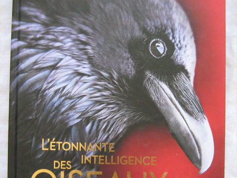 l'étonnante intelligence des oiseaux 15 84820 Visan
