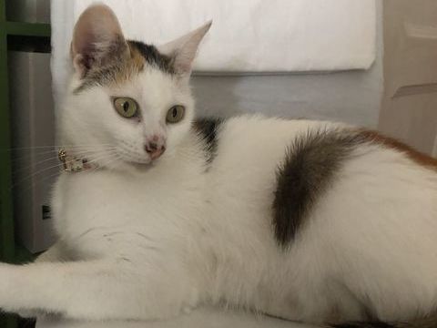 Une super famille pour Automne, adorable chatte de 3 ans 250 41400 Saint-julien-de-chédon