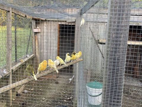 canaris 15 38630 Corbelin