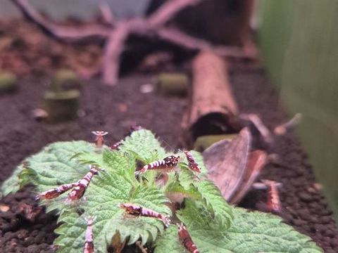 Crevette caridina Pinto Red et Pinto Black. 4 41000 Blois