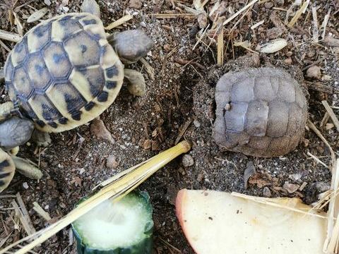 Bb Hermann 70 83190 Ollioules