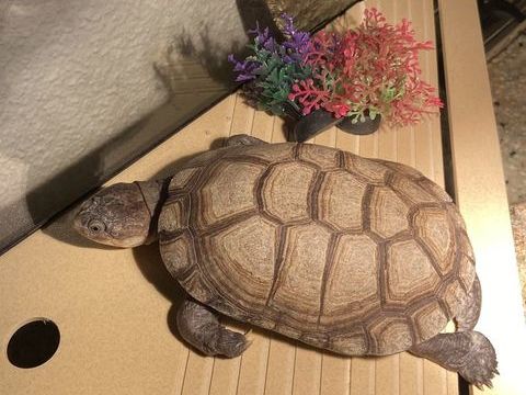 Deux tortues pelomedusa 0 57370 Phalsbourg