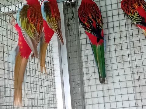 omnicolore 70 62116 Douchy-ls-ayette