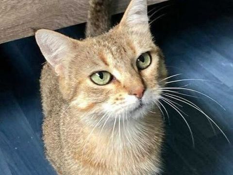 Chat ROZIE à l adoption 200 26120 Montlier