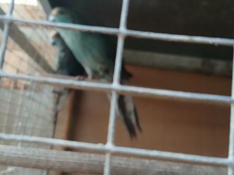 kakariki turquoise 50 79400 Azay-le-brl