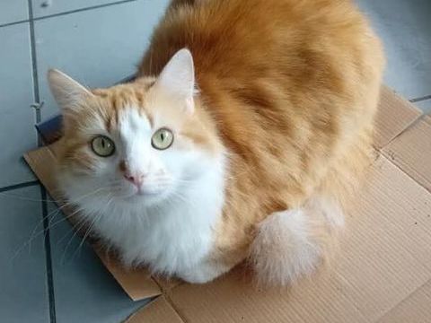 B&eacute;b&eacute; chat 180 26100 Romans-sur-is�re